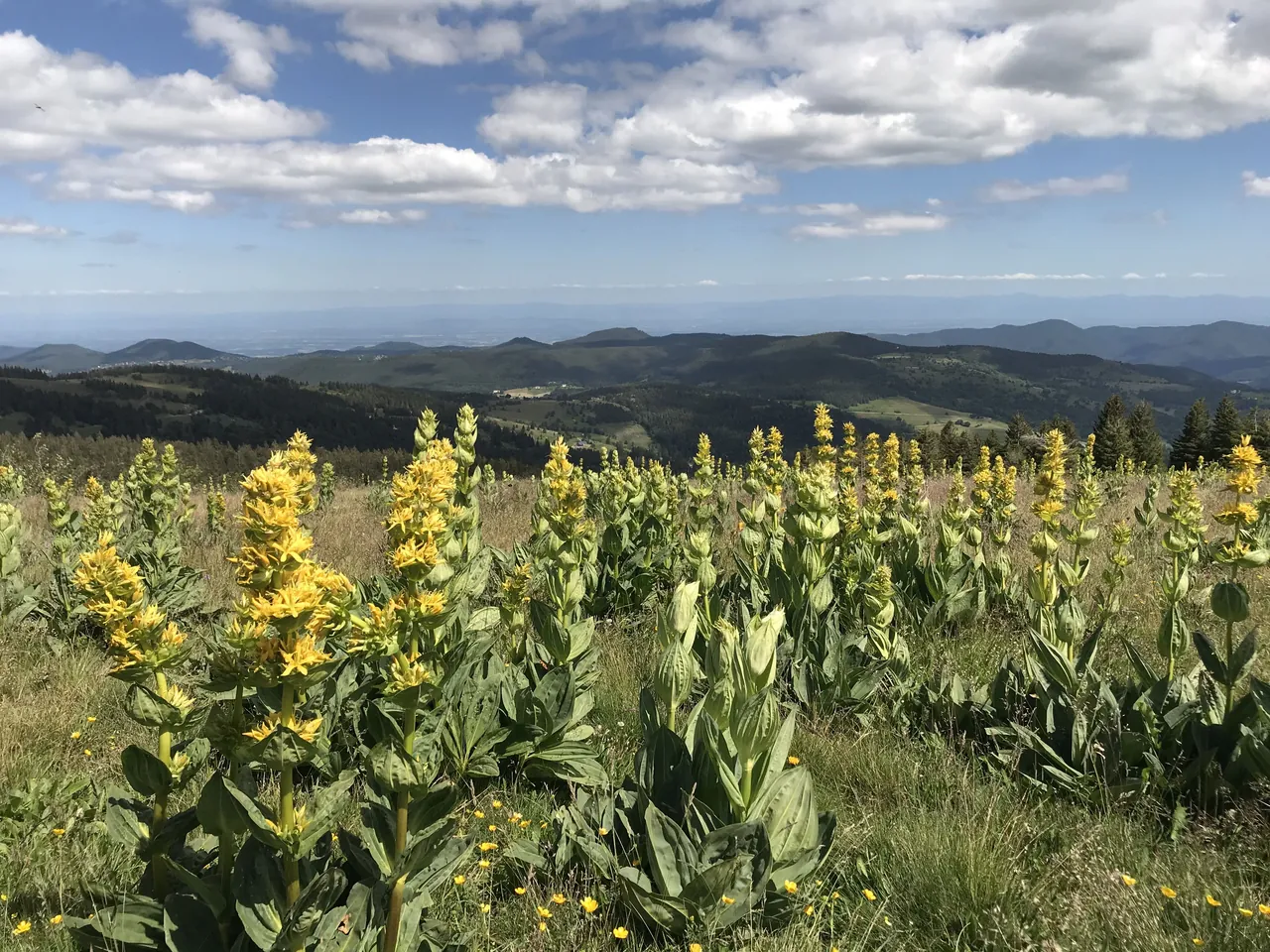 Les gentianes sur les crêtes des Hautes Vosges