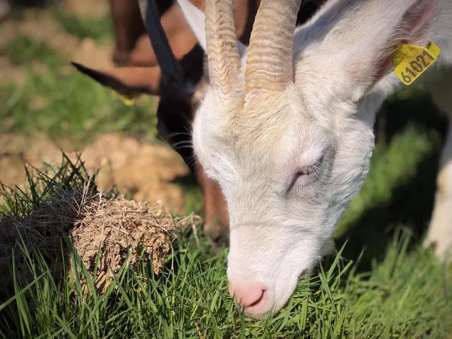 Une chèvre de la chèvrerie des Hauts Prés