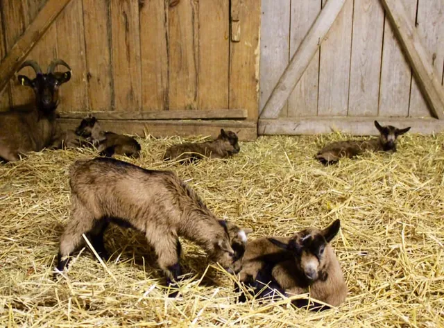 Les chevreaux dans la paille