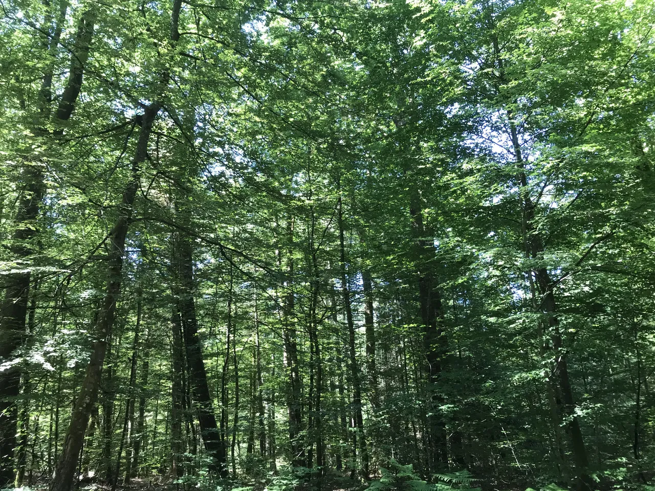 La forêt de hêtres autour du village