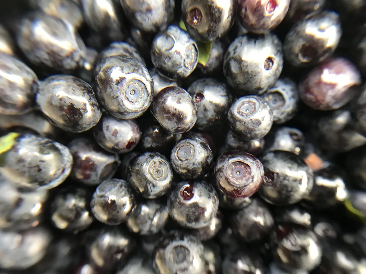 Des myrtilles cueillies dans la forêt